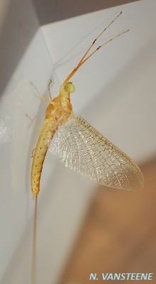 Potamanthus luteus